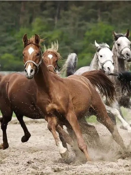 Raji의 Horse herd: Andalusian addition