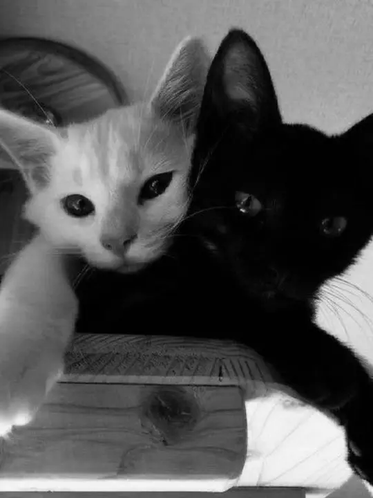 GPT_good의 카엘, 넌 오늘부터 내 약혼자다!!