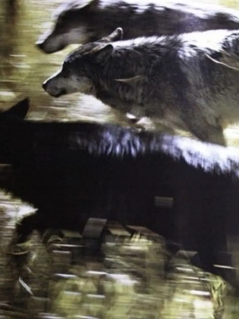 Crazylove_fantasybaby의 Our pack..