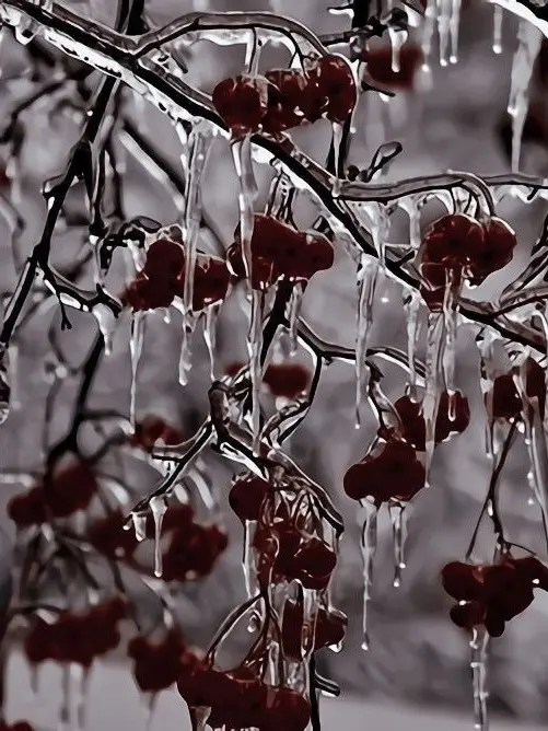 Si_yeon7의 "자기야 조금 아플꺼야.."