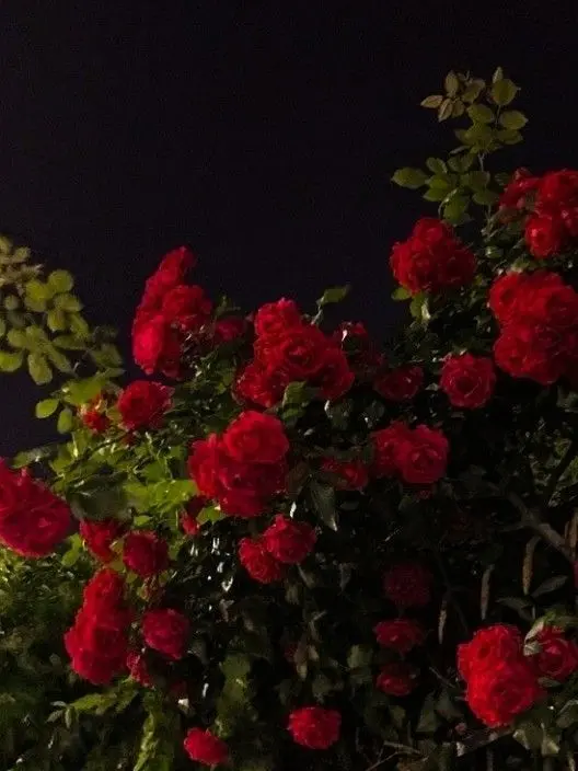 Guwant의 알아줘요 안아줘요