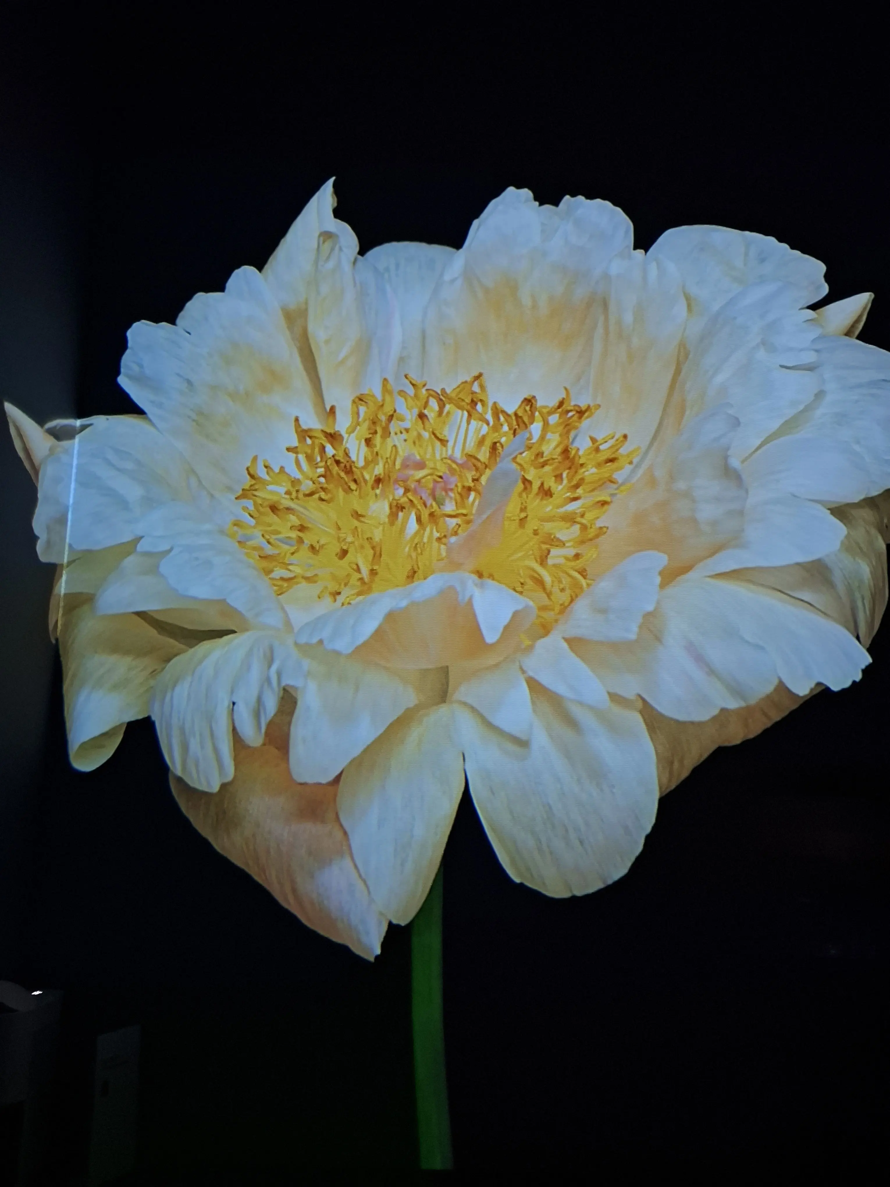 RoomyCheek7824의 미수반:빗속의 유령 저택