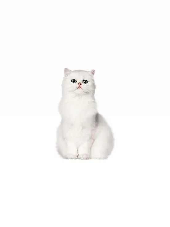 ya_3i_q의 ひろあかぱろ