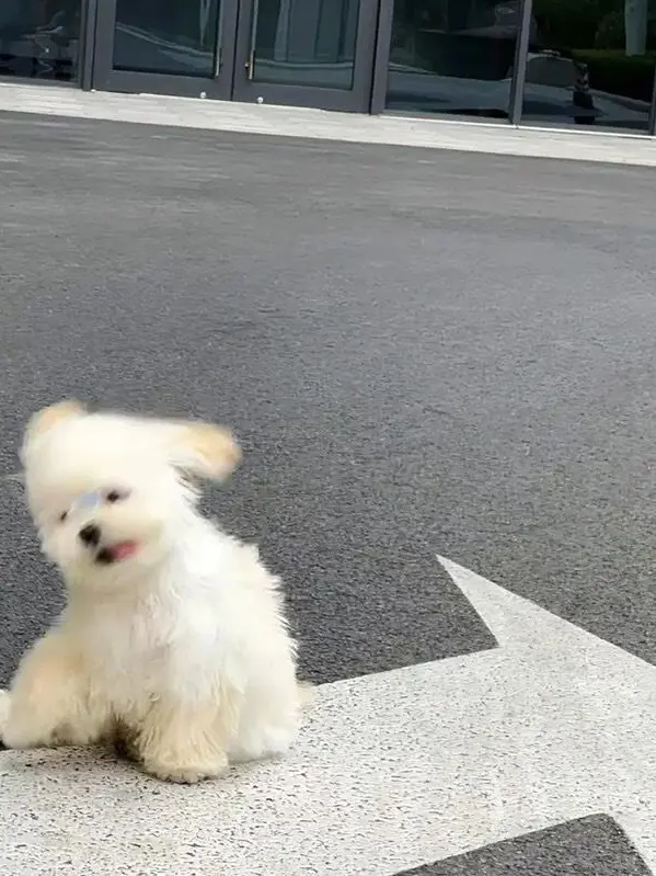 l62의 わんにゃん