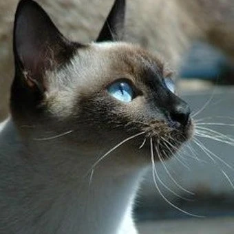 양아치들이 나를 좋아한다