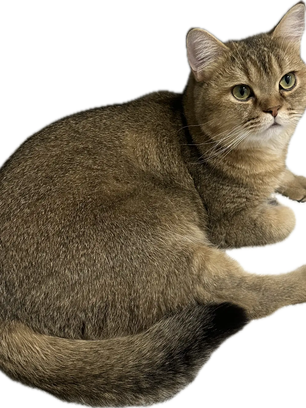 MutedCost4826의 귀여운 고양이랑 예기하는