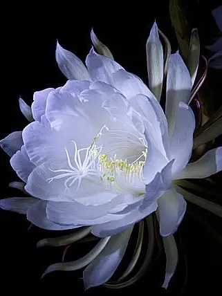 TacitMud1691의 儚い花は月の下で散る