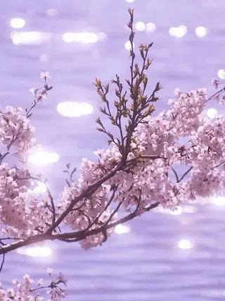 JoJo_lovelove의 Your Spring