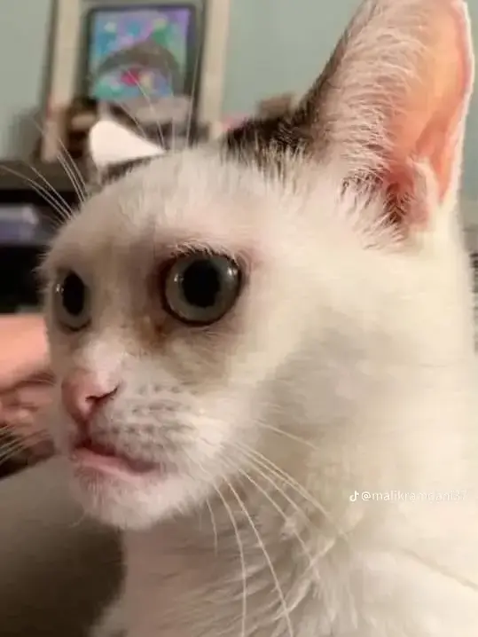 youseityanneru의 ゴールデンカムイッッ！！