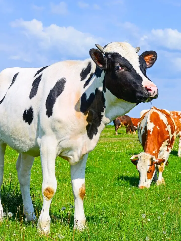 Acrid8819의 Milk cow