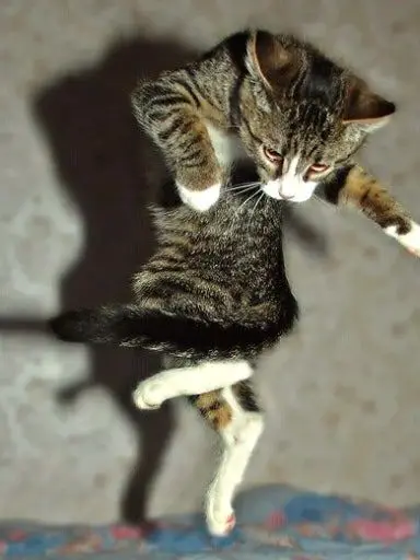 IvoryZebu6591의 여우랑 늑대가 한번에!?