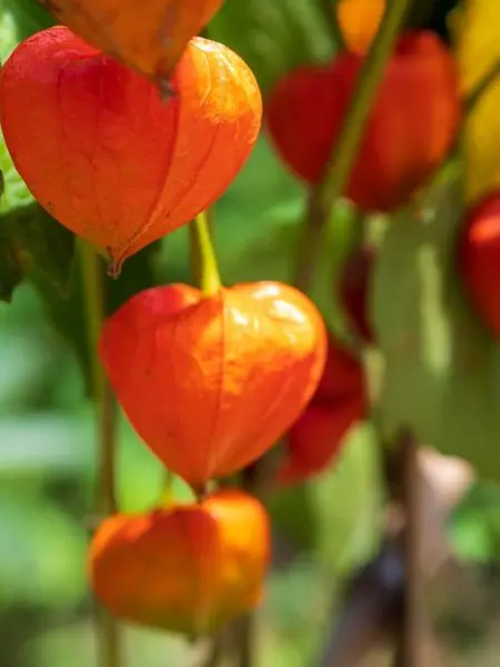 EasyWage0888의 誘ったのそっちでしょ？