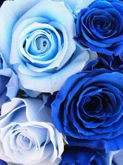 BossyMixer6660의 青薔薇様の妹君