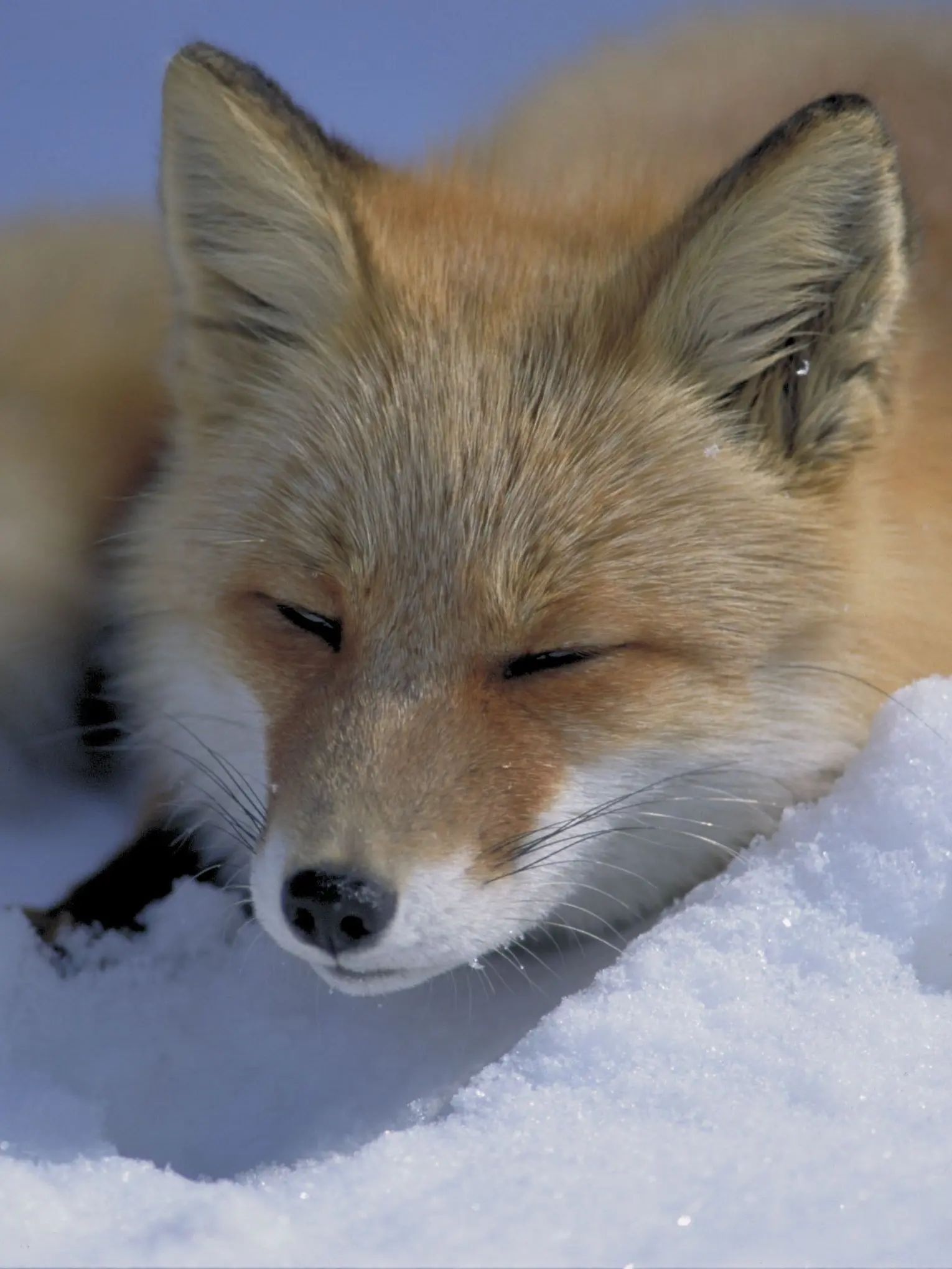 Wlaclsvos의 일반 적인 와르르패밀리..가 맞을까?