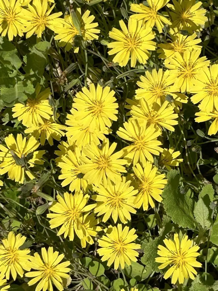 Welcome_to_paradise의 광견 에스퍼들한테 걸리면 생기는일