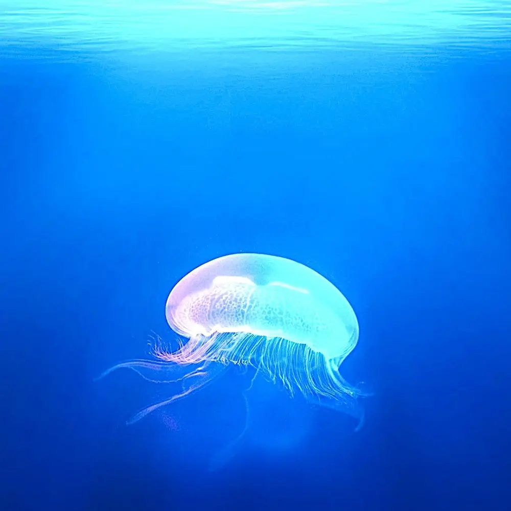 Gangimariringo의 欲望の先の海を渡れ【めめ村】