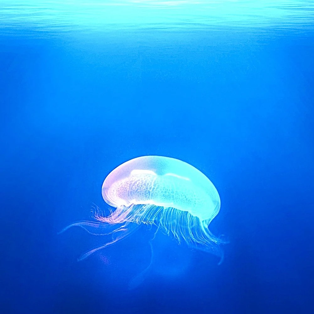 欲望の先の海を渡れ【めめ村】