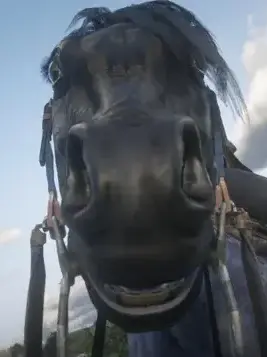FireOfWar의 Red Dead Redemption 2 with pickmes