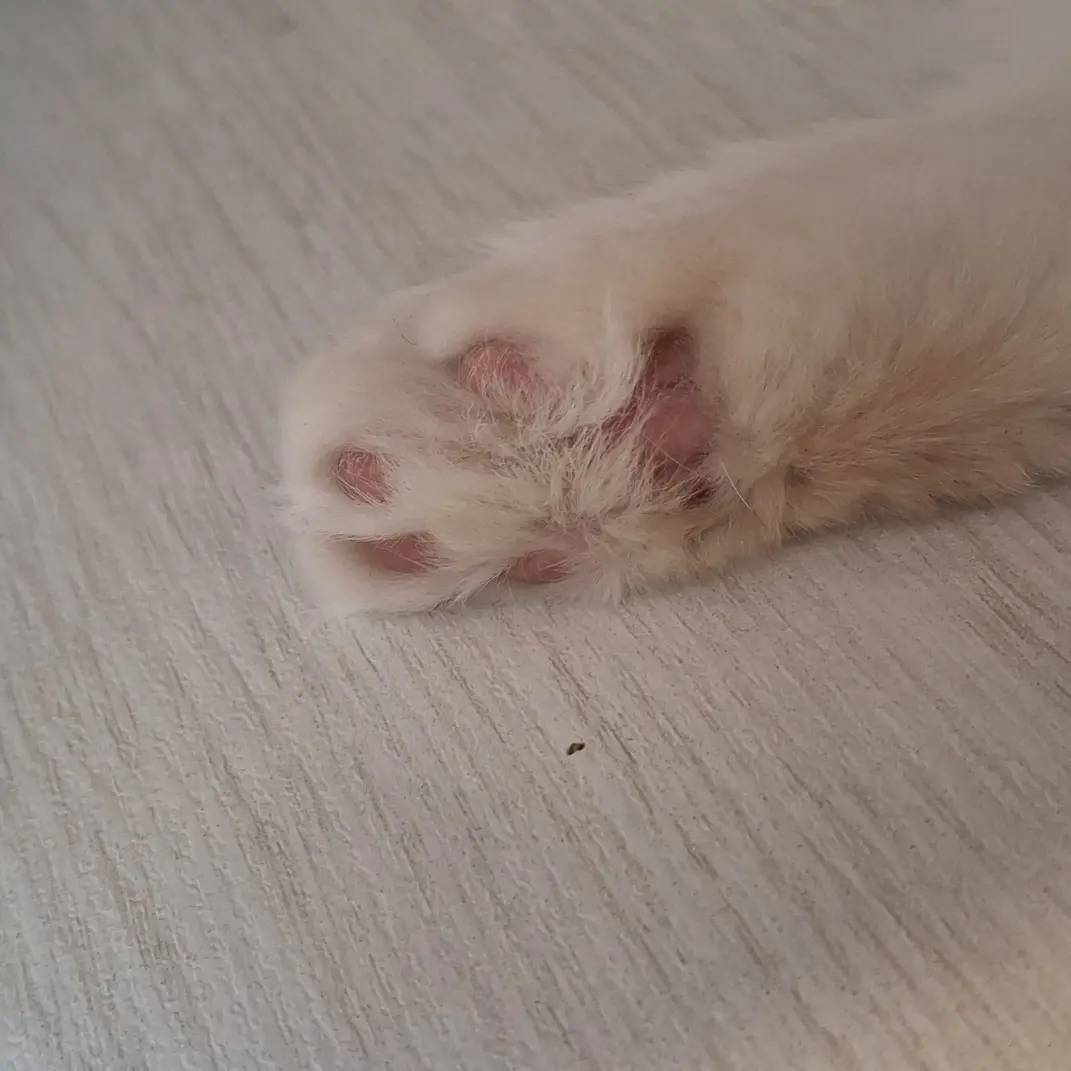 cartaros_happi의 미스터리 수사반 2