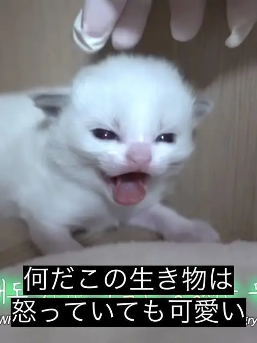 ScaredGame9455의 わいのocでシェアハウスしようぜ😍