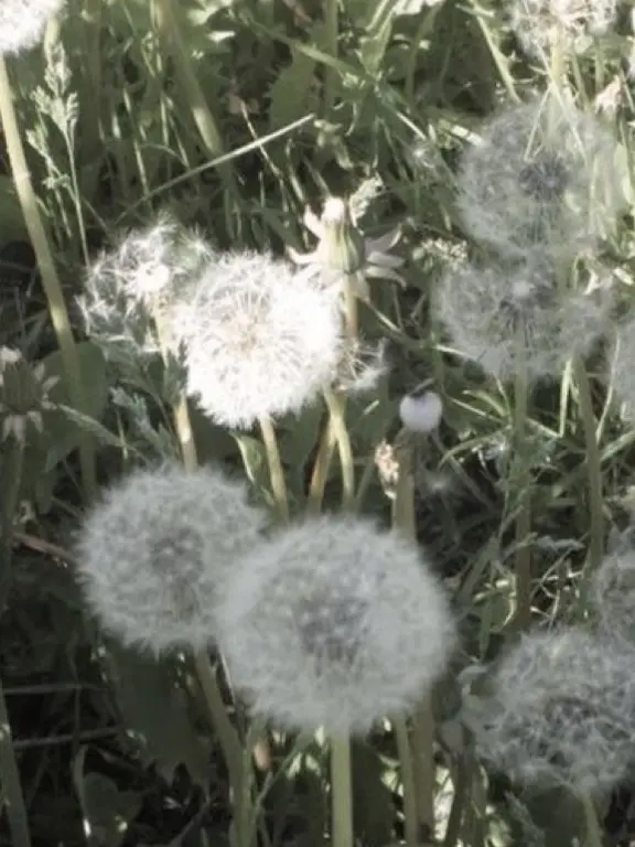 Itycode221의 오시온