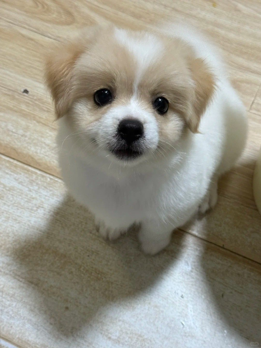 당신을 싫어하는 강아지 민제 대표 이미지