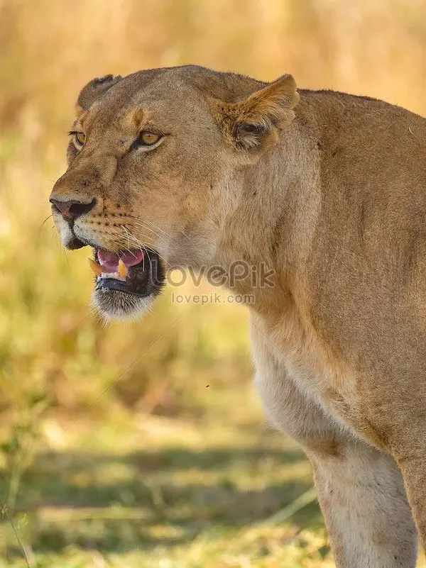 BarrenShrew1216의 사람이된위대한사자,와니니!