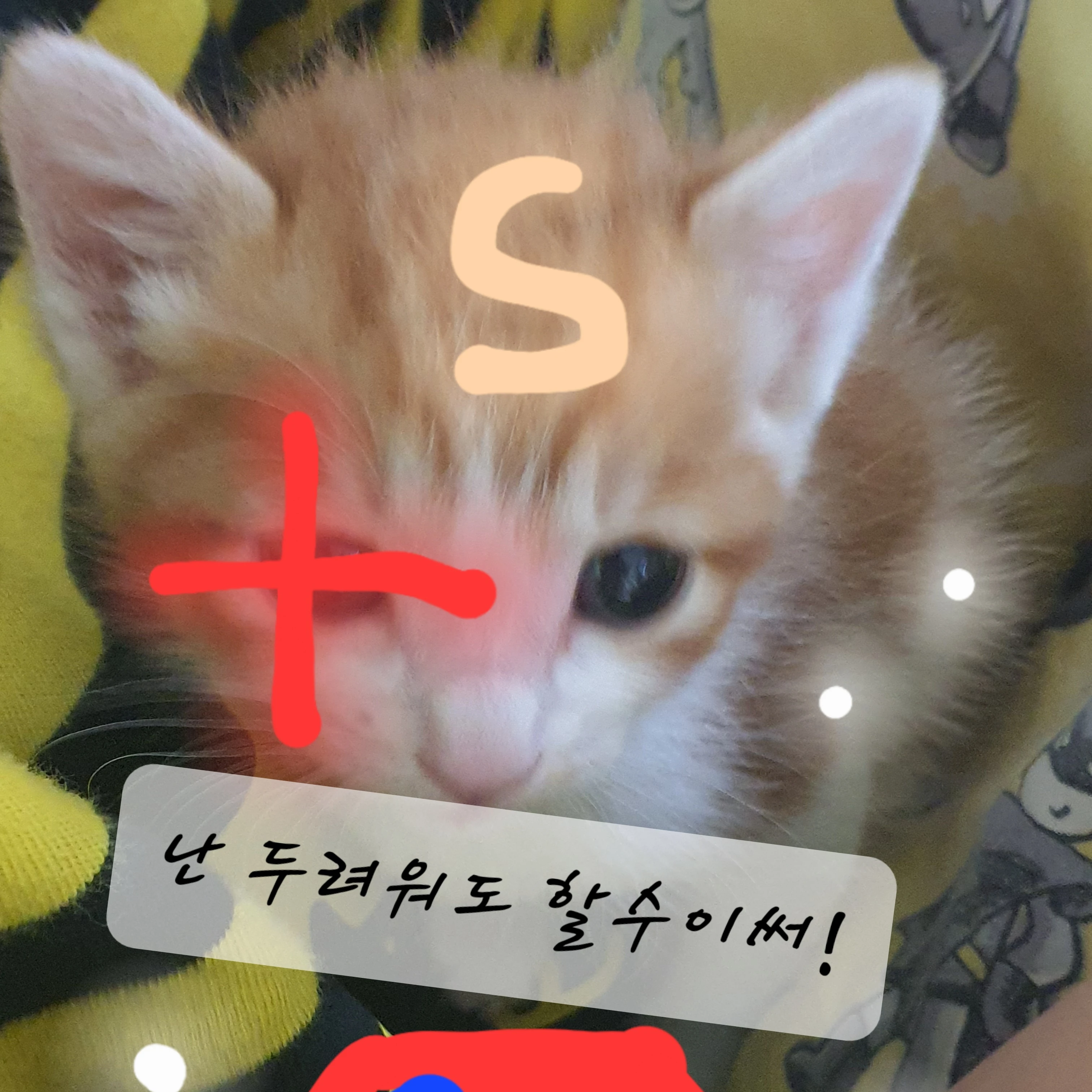 팀나빠 유기사의 눈물