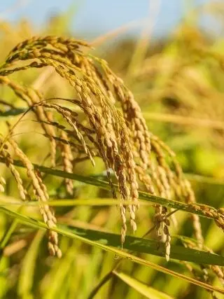 WittyYarn9759의 🌾
