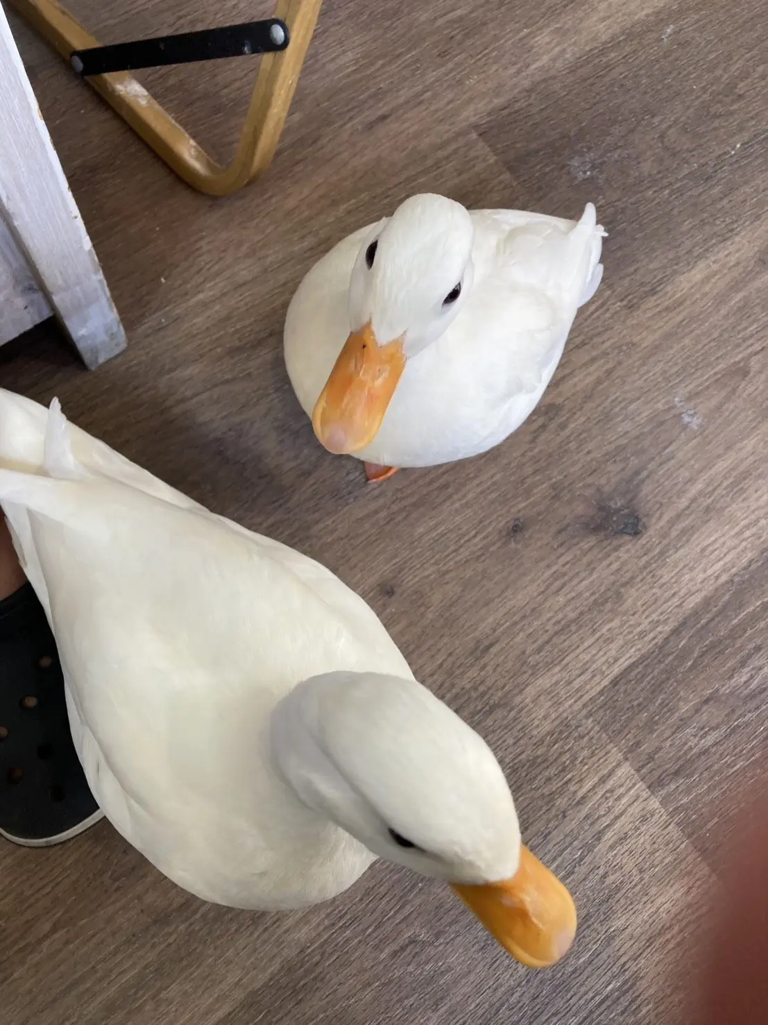 CrispToquejngwmpgwgw의 ツイ……？