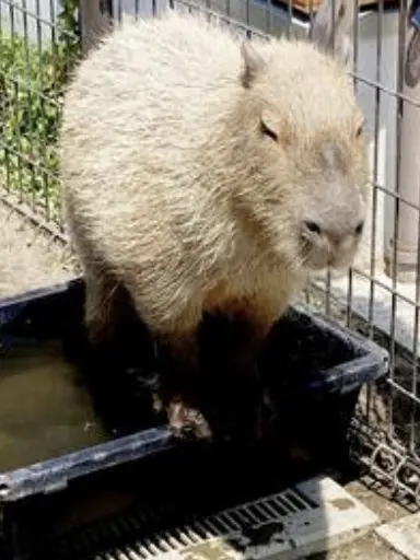 FlimsySalt5297의 Capybara