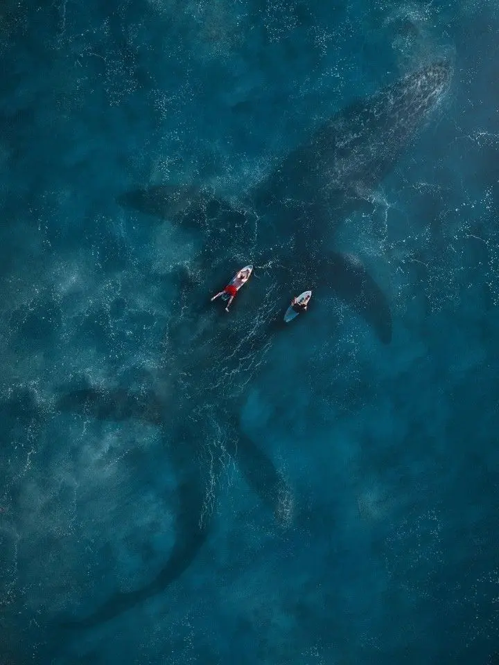 Cutie22848의 mosasaurus