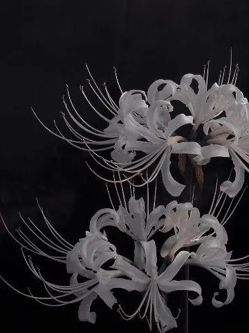 FoulStudy6860의 初喪