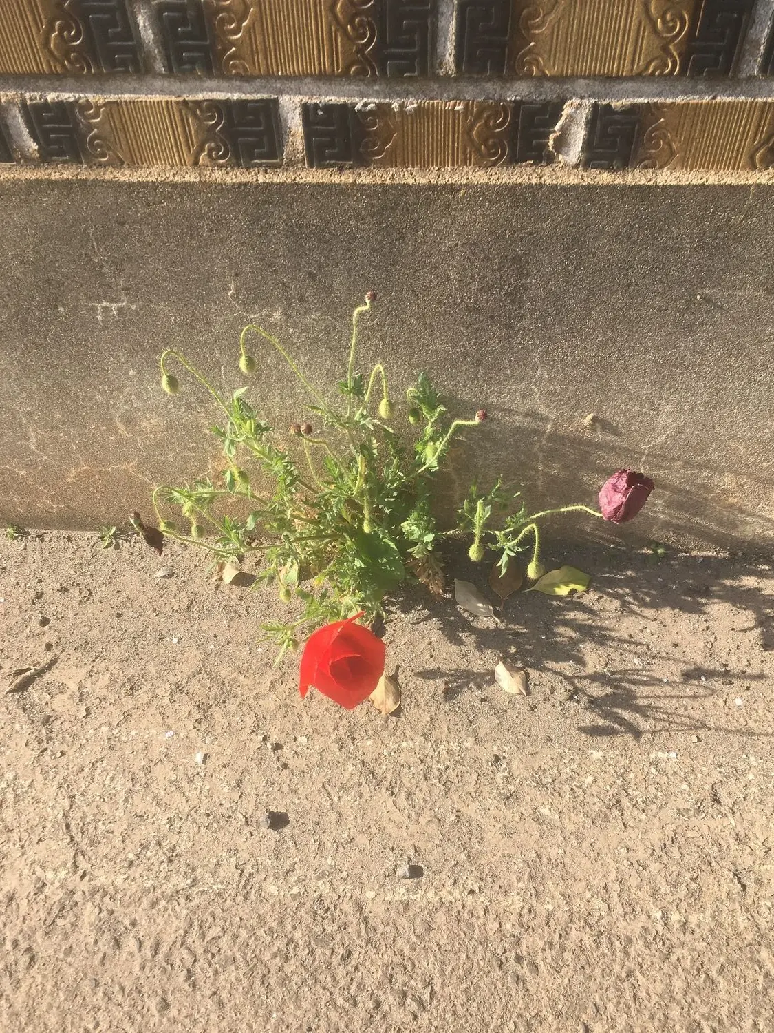 untilifoundyou의 동백꽃