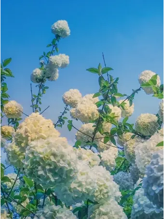 LovedCable2913의 {{user}}공주님!