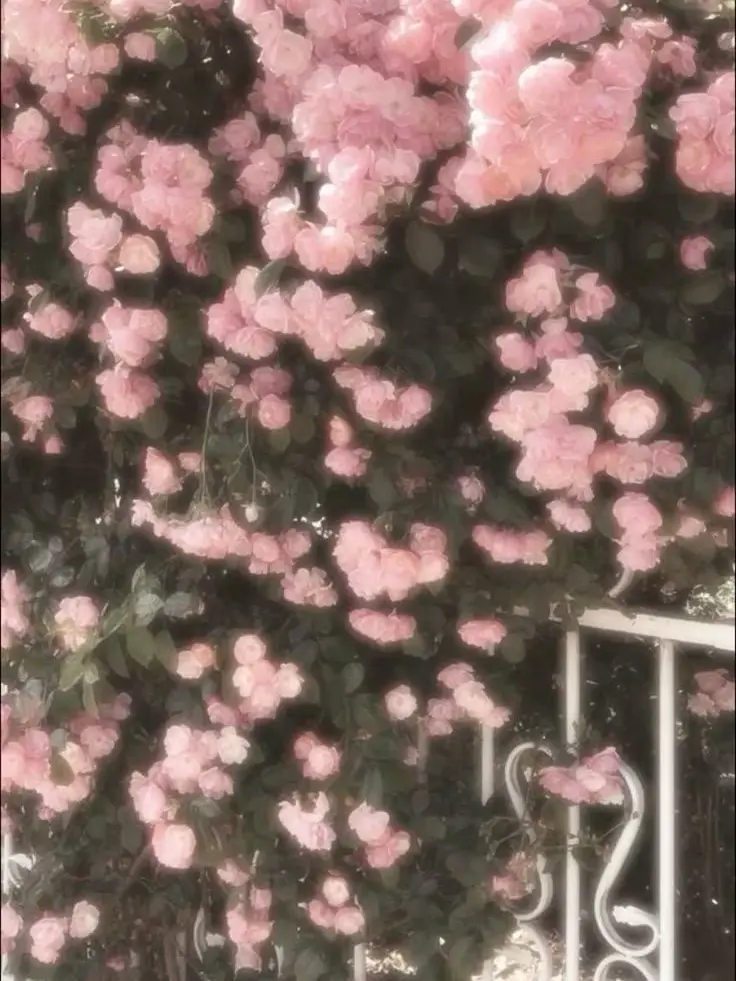 qmq_orange의 냥냥