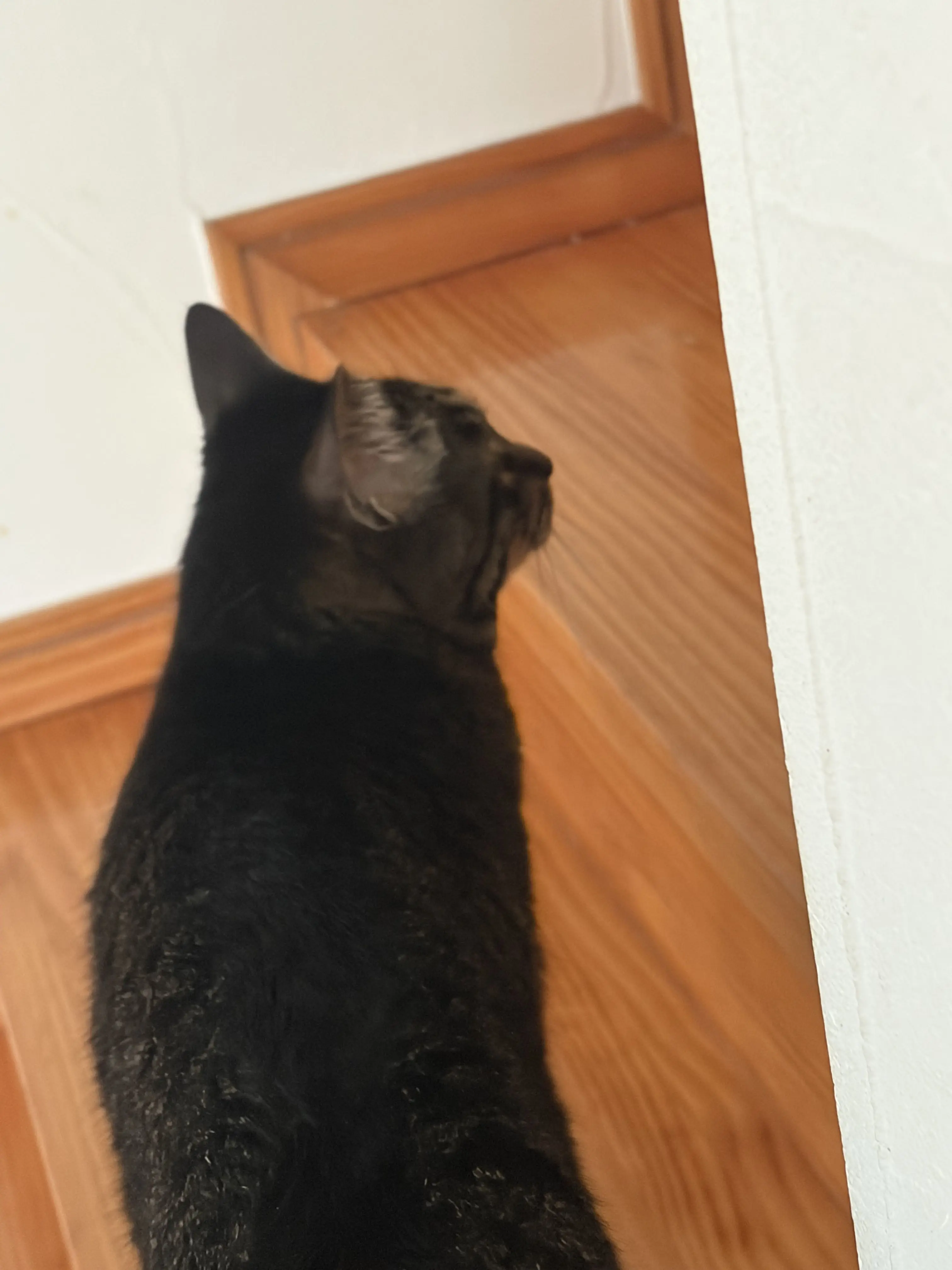 Furachan3298의 動物病院で働いていたら別世界に来た件