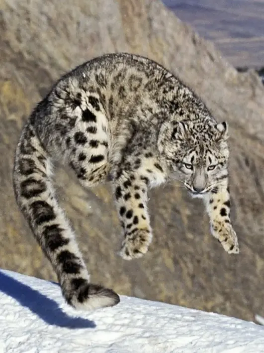 ikuzusatanih의 My Feral Snow Leopard