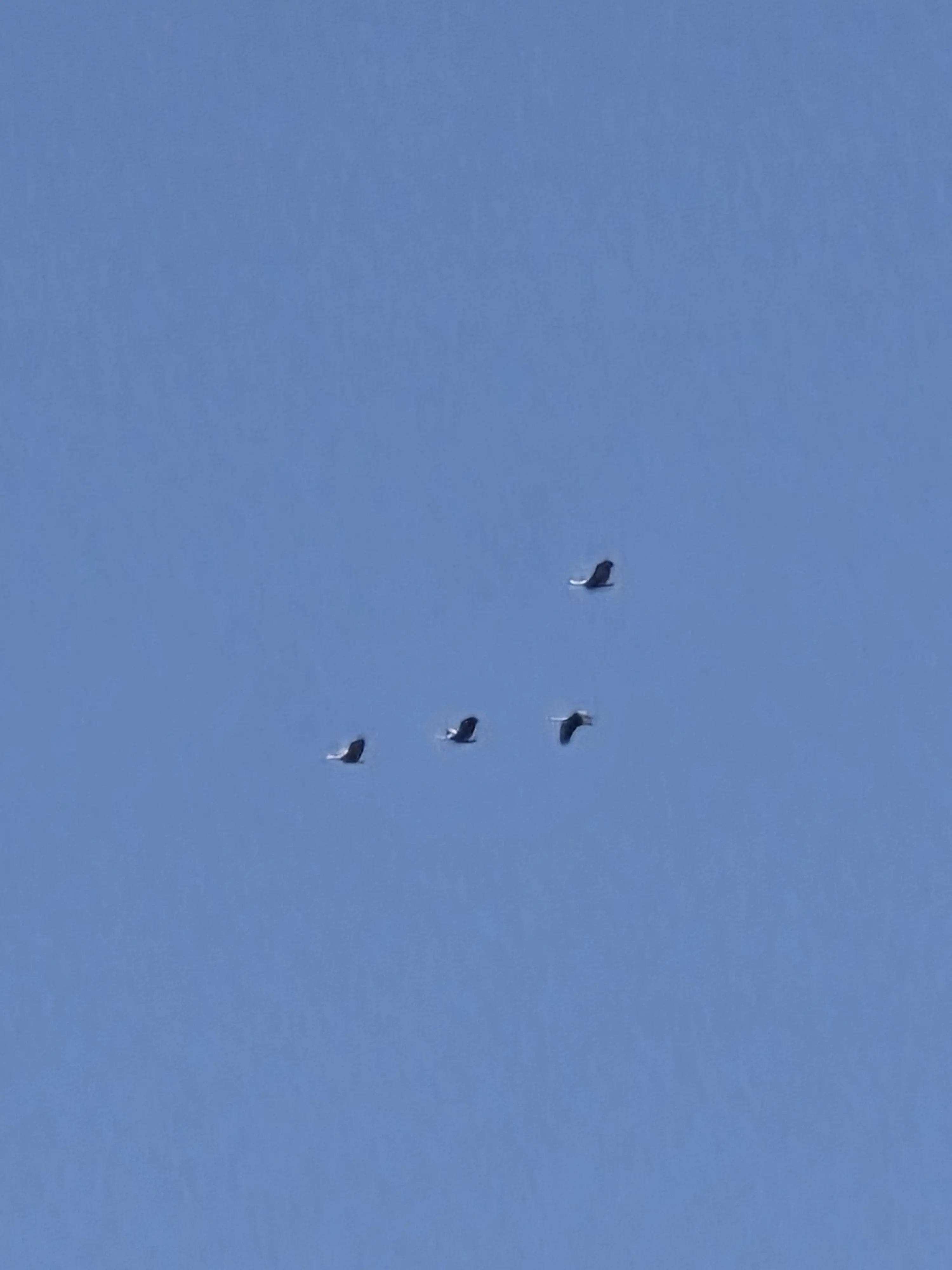 youwol의 사건 파일- 호수의 독수리