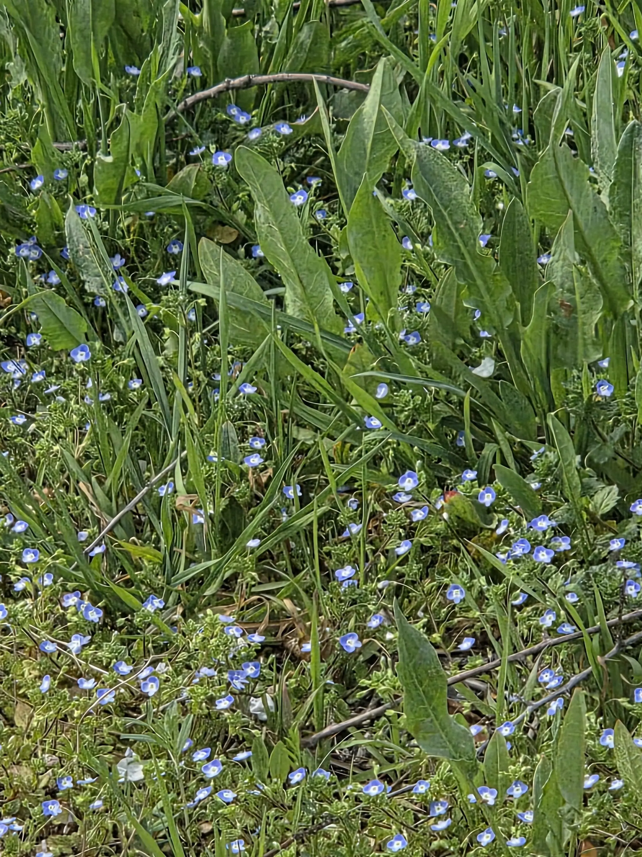 OliveHeron8975의 계급 사회 마법학교+유튜버들+여우