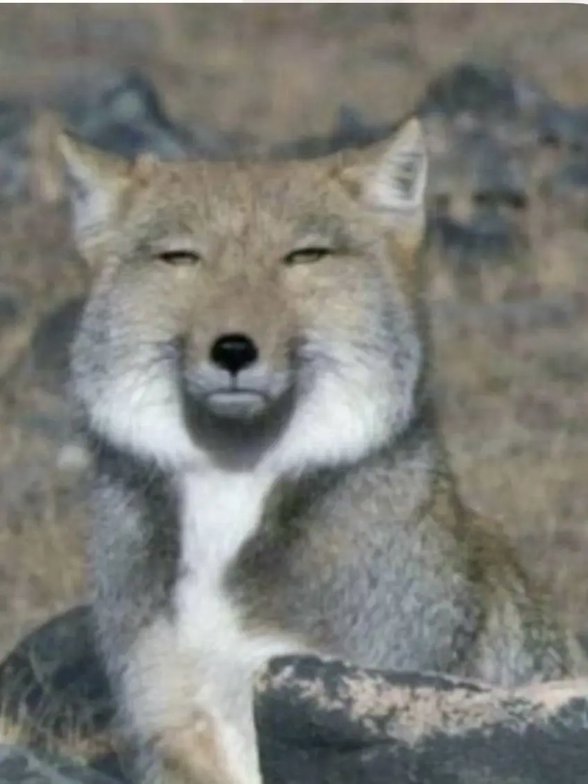 NoisyLyre2529의 포세이큰+여우