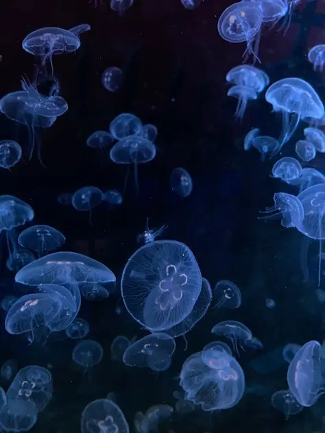 FluffyOil7153의 平気という嘘。