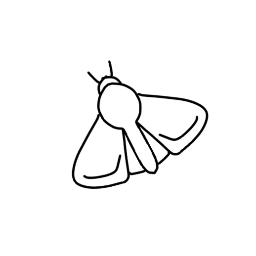 나방