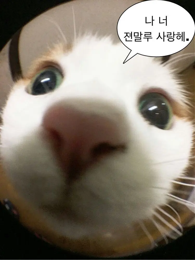 Lemon0112의 세계 고양이의 날 기념(끔쥐)