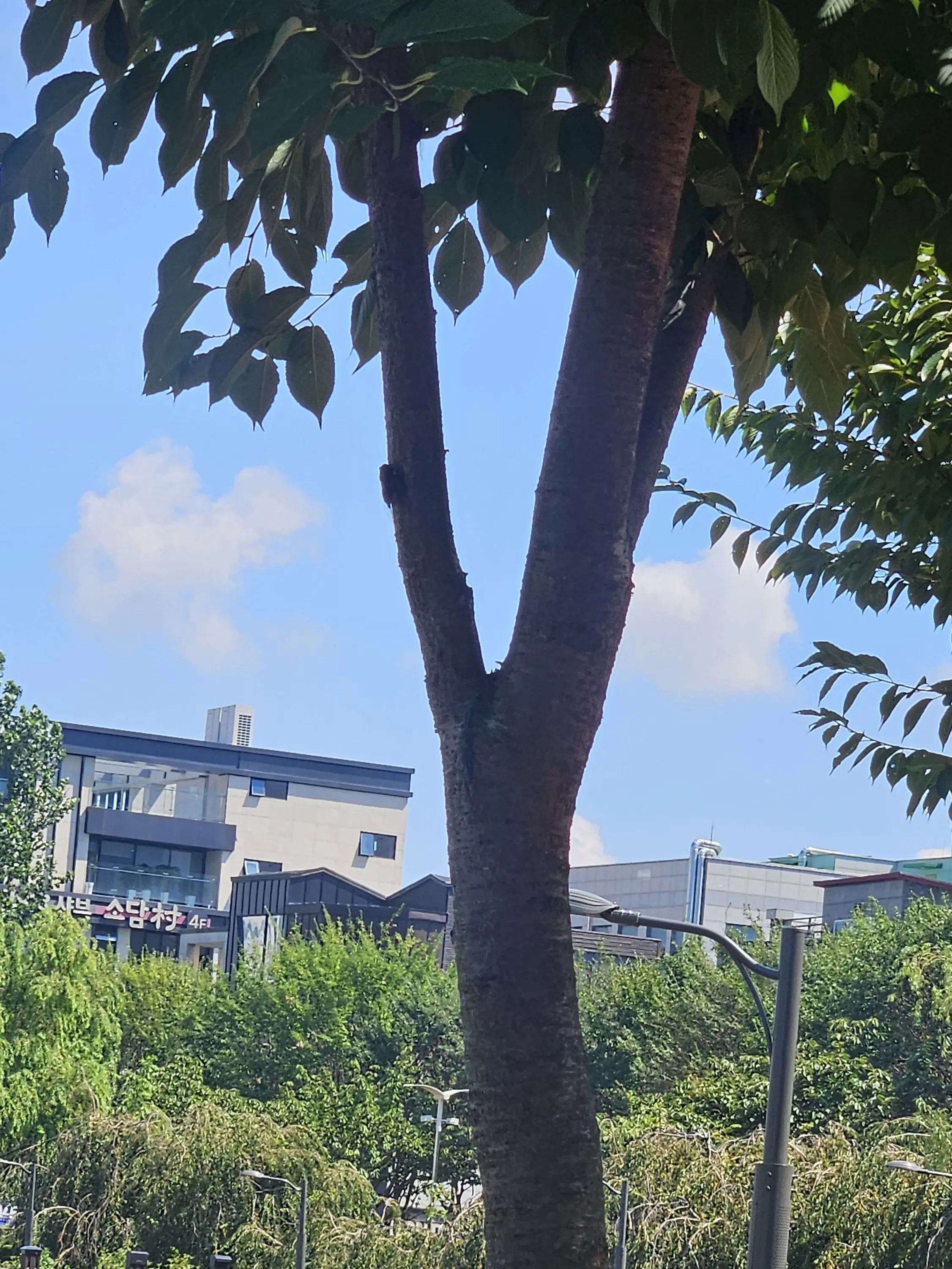 EliteStand9356의 초능력 계급고등학교 유튜버 커플 무리
