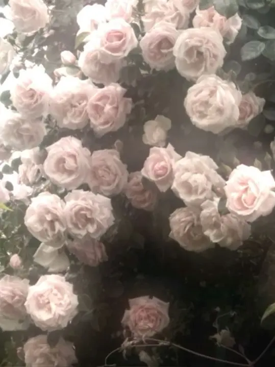 H.Y.N의 나의 부모님은 무관심한데, 왜 너는.