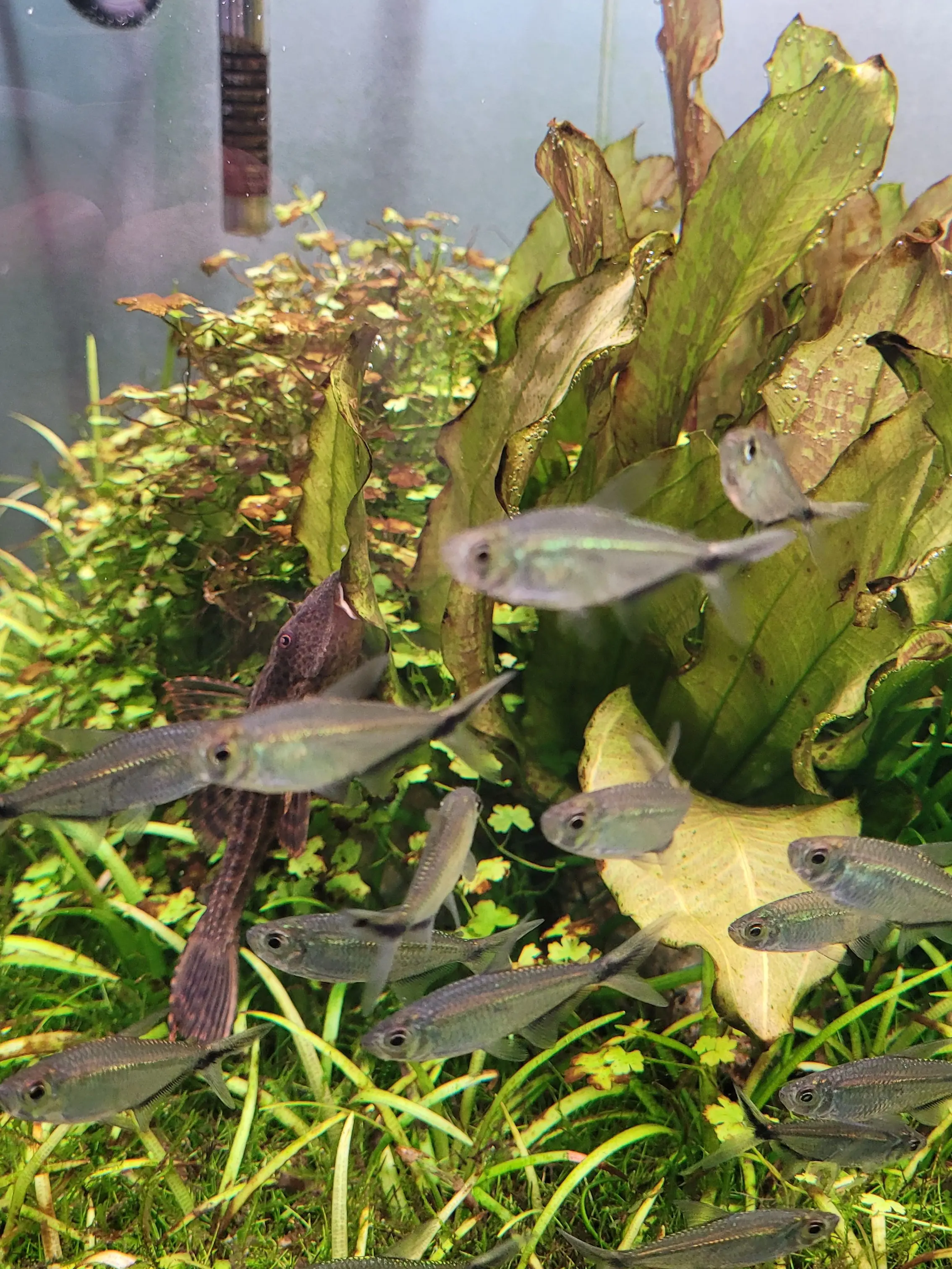 LivelyBeach2917의 포세이큰 MCS AU