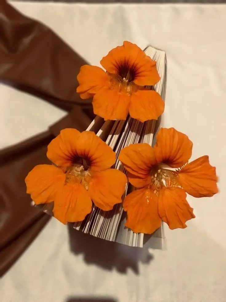 NastyHate8257의 忠誠心