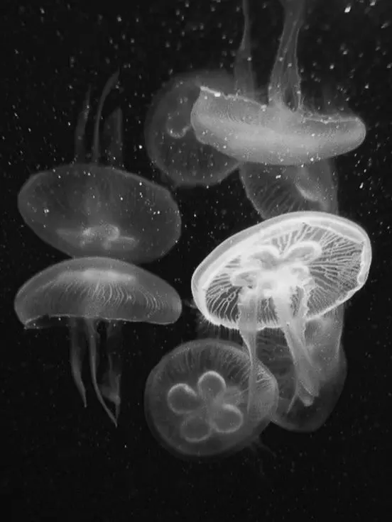 nemuri_nemui의 忠誠心