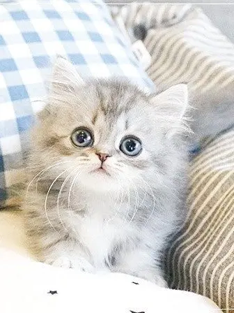 BrutalOrgan9478의 미,..미안해-!